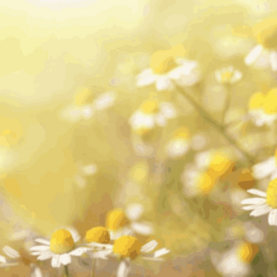 Golden Chamomile