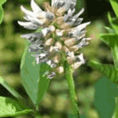 Stearyl Glycyrrhetinate